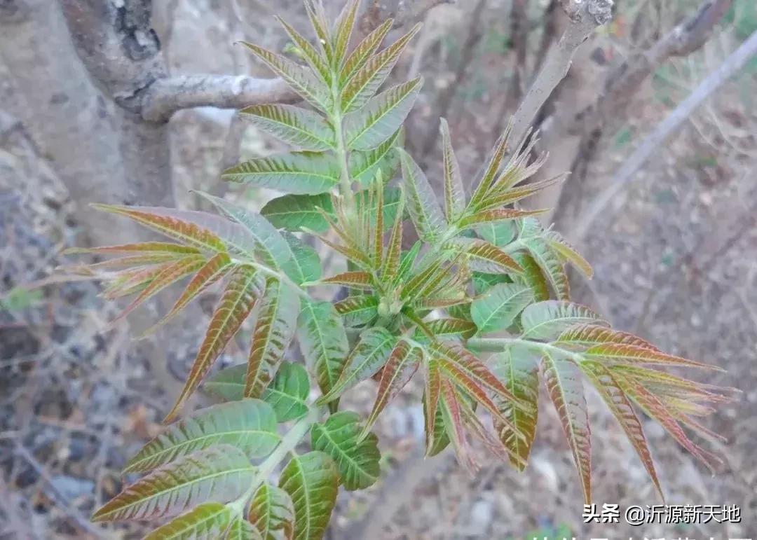 山东沂蒙山头茬香椿,香椿野菜