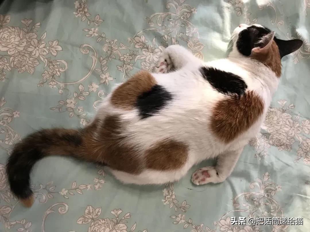 求助！我的猫以为自己是我妈怎么办？