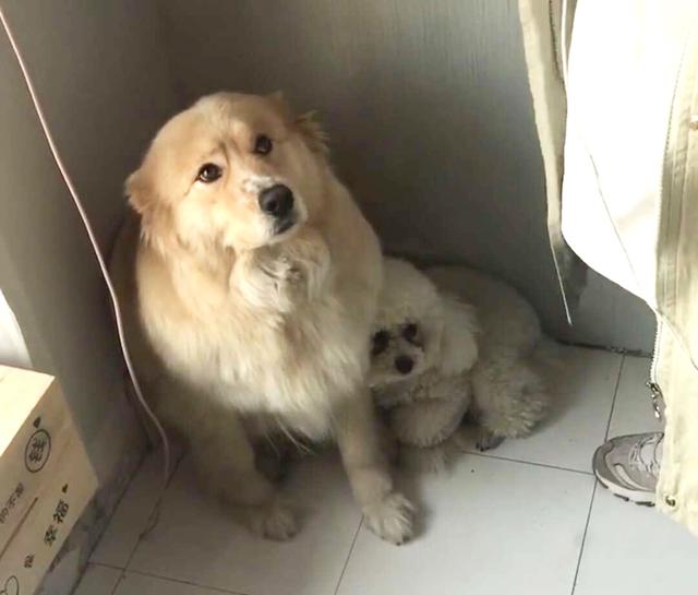 金毛遇到巨型泰迪,金毛被泰迪激怒