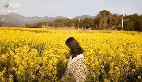 樱桃花海游玩攻略,青岛樱桃花海在哪