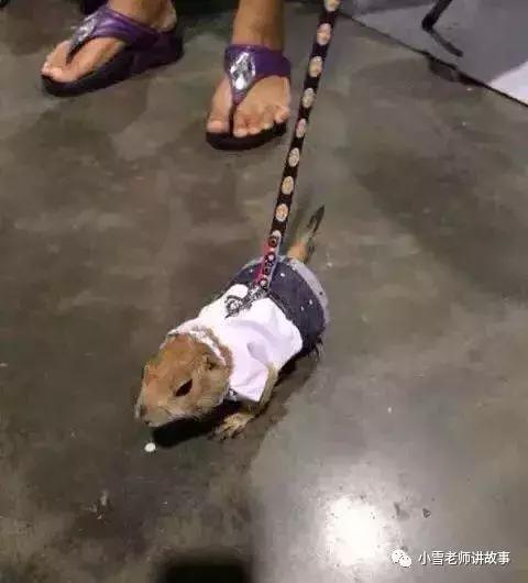 土拨鼠当宠物养合法吗,宠物土拨鼠能只养一只吗