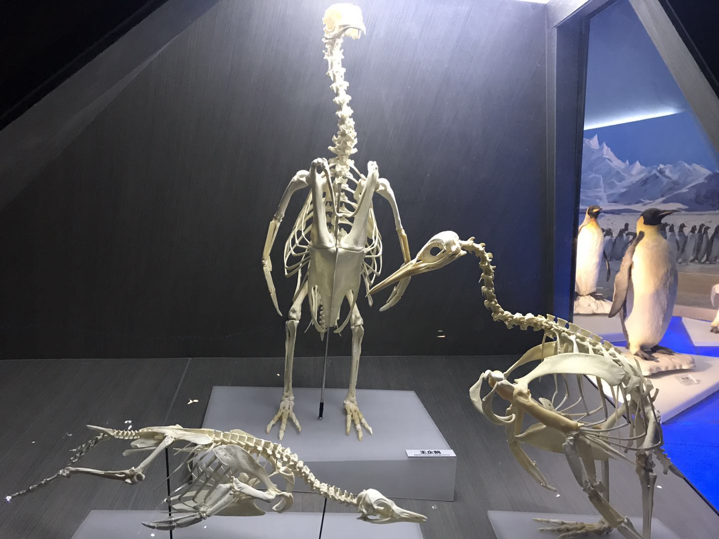 海洋博物馆带孩子游玩攻略,国家海洋博物馆最全攻略来了