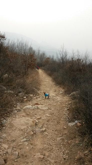 伸舌头的小鹿犬,爱洗澡的小鹿犬