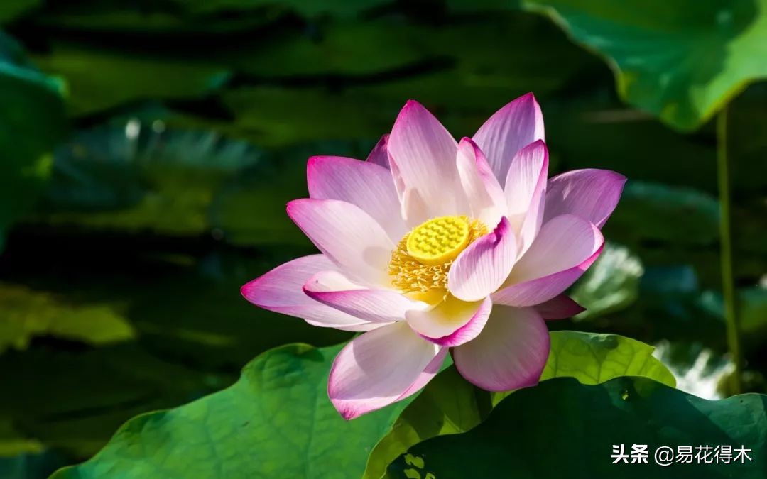 佛教的五树六花指的是什么,佛教五树六花是哪些植物