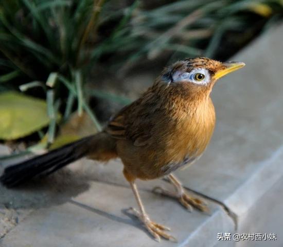 画眉鸟死活不叫怎么办,画眉鸟老是不开口唱