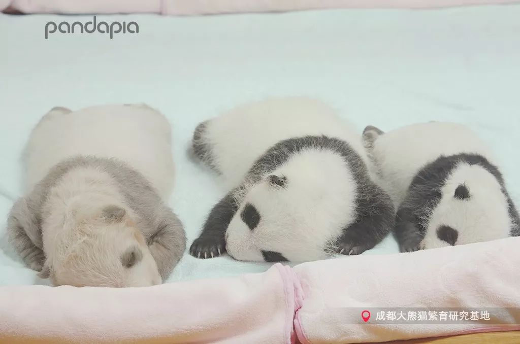 冬天就是要拥抱,冬季拥有温暖的抱枕