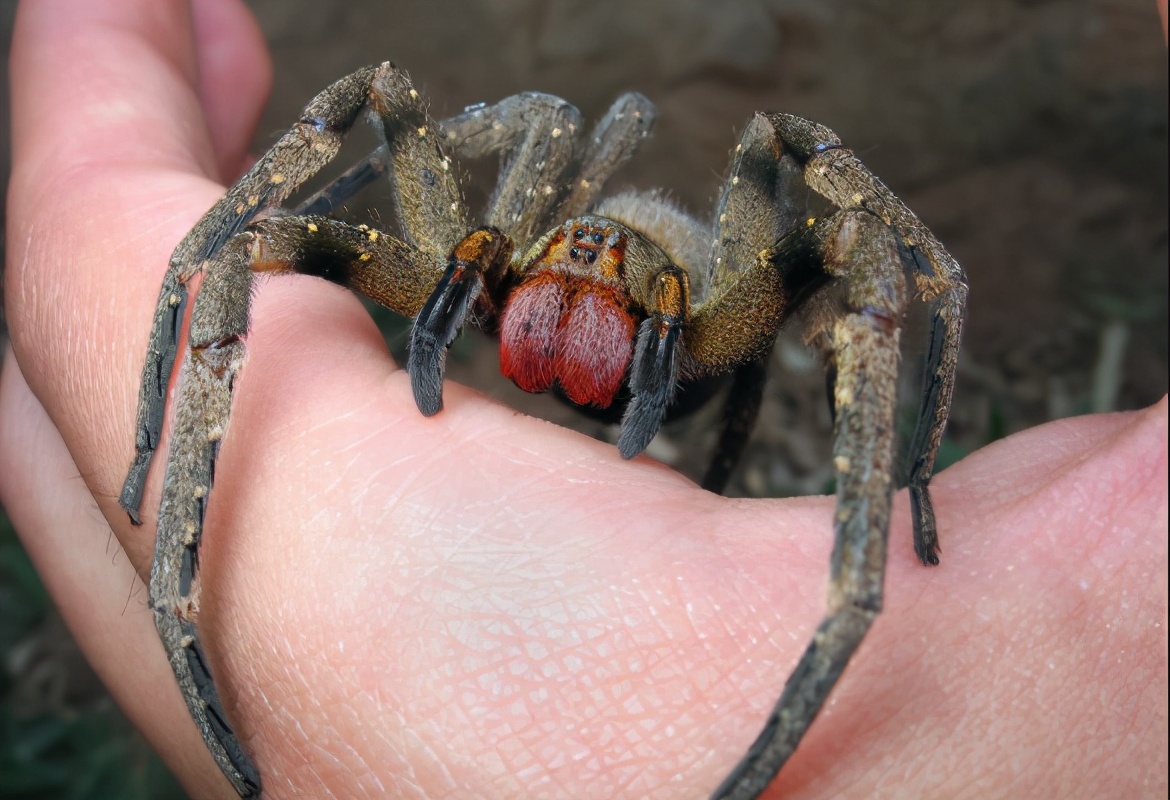 巴西游走蛛毒液主要成分,巴西游走蛛的危害