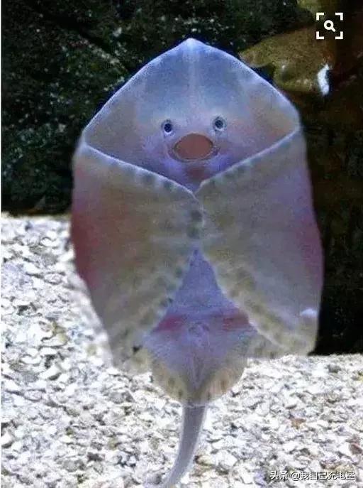 罕见的海底世界照,罕见海底图片