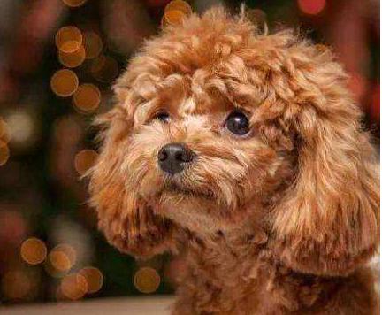 养泰迪犬的男生性格分析,泰迪犬的特点和性格