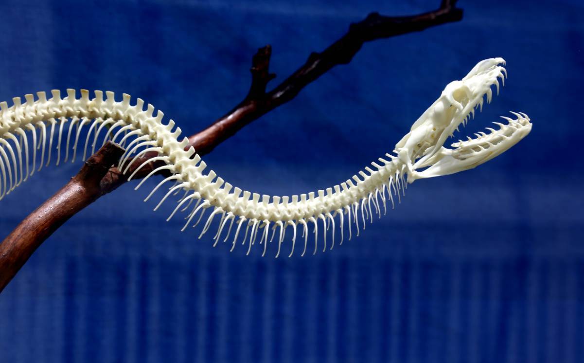 被蟒蛇缠住装死有用吗,被巨蟒缠住能活多久