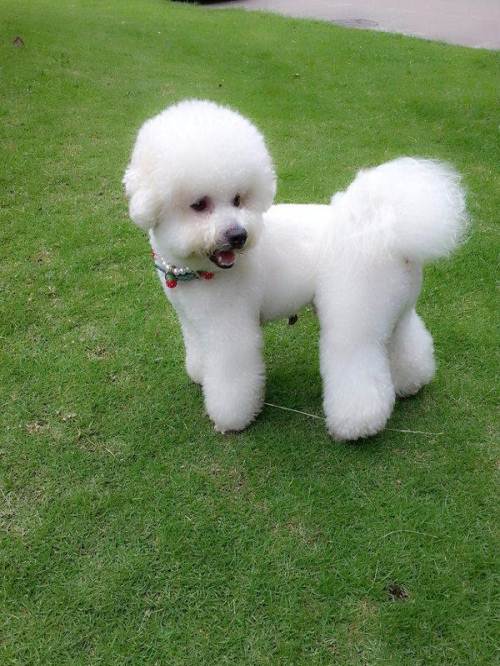 比熊犬这5部位碰不得,比熊身上有些地方的毛不是特别白