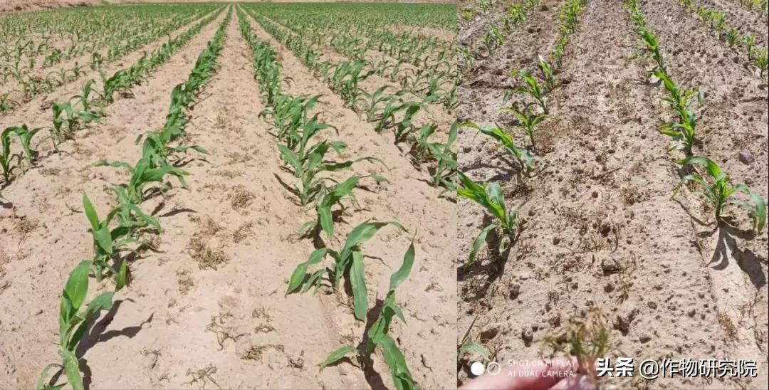 飞防高浓度,飞防7天效果