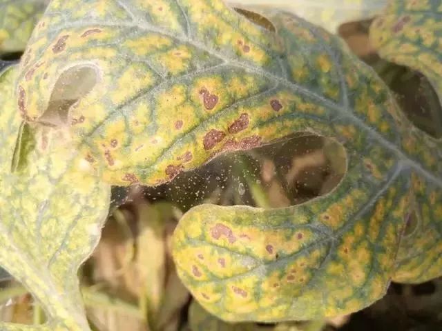 雾霾天气如何防治蔬菜病害,蔬菜低温病害及预防