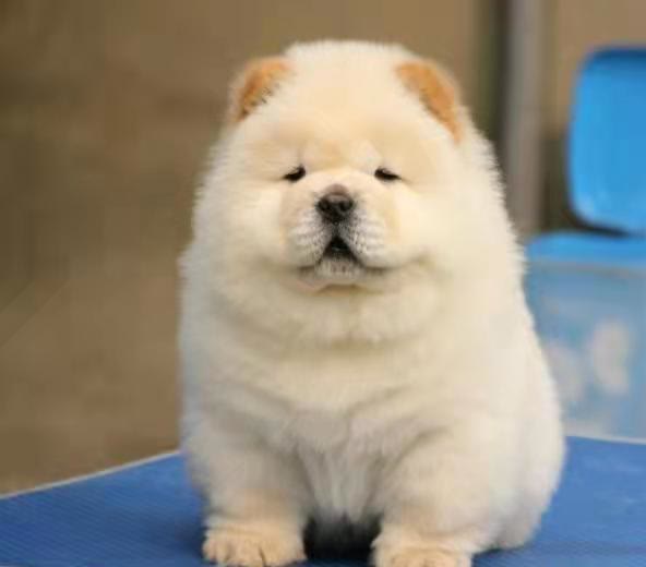 松狮犬蠢萌视频,松狮犬的优点和缺点掉毛吗