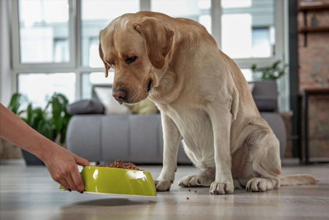 拉布拉多吃什么狗粮比较好,一般拉布拉多吃什么狗粮好