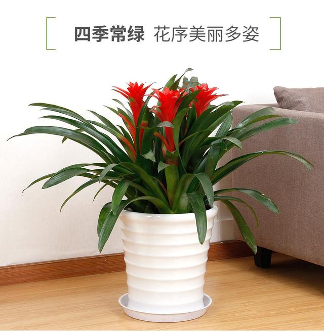 绿植冻死了还能活不,绿植冻伤叶变红