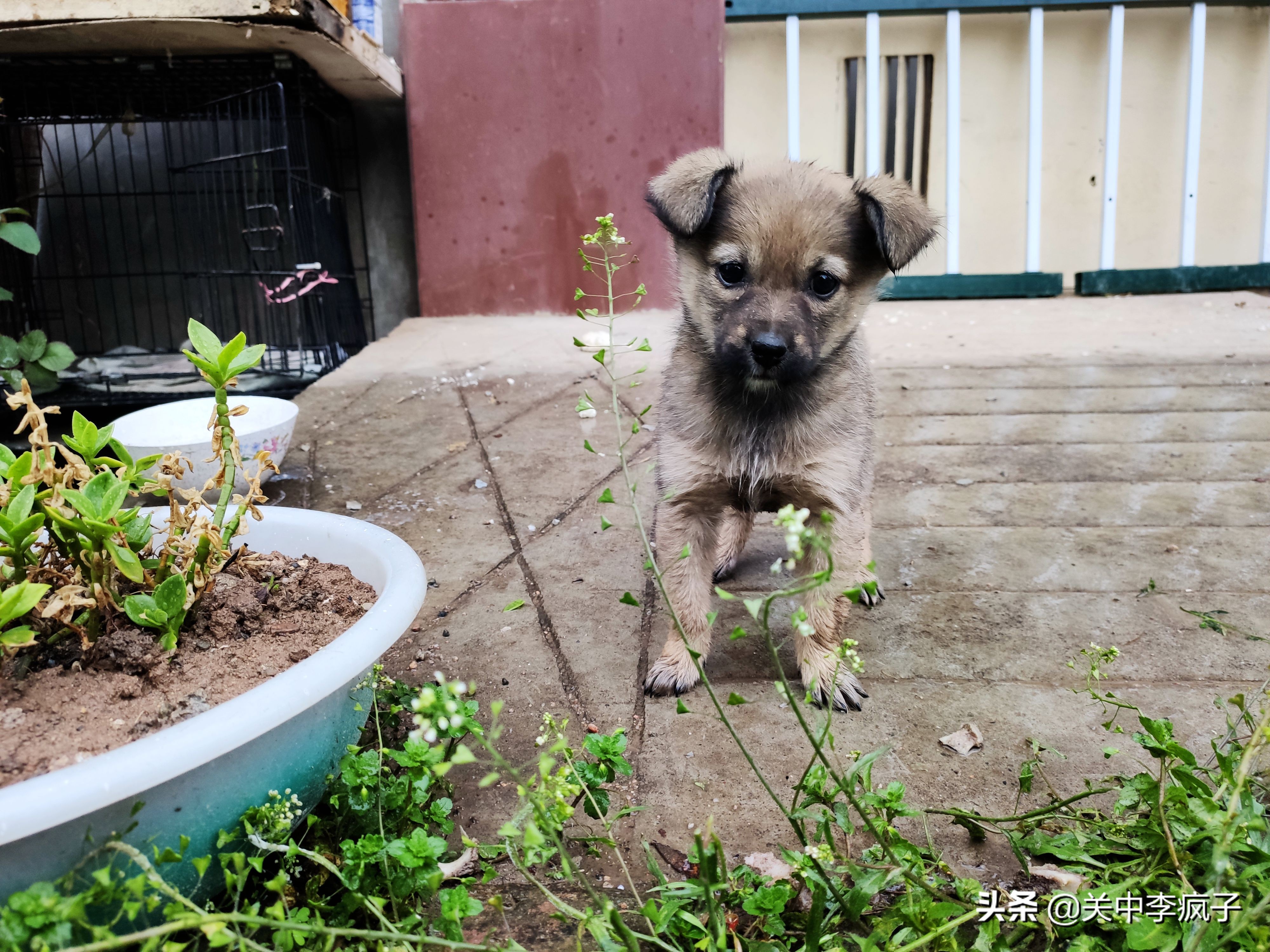 春天来了,这只叫青皮的旺财也来了