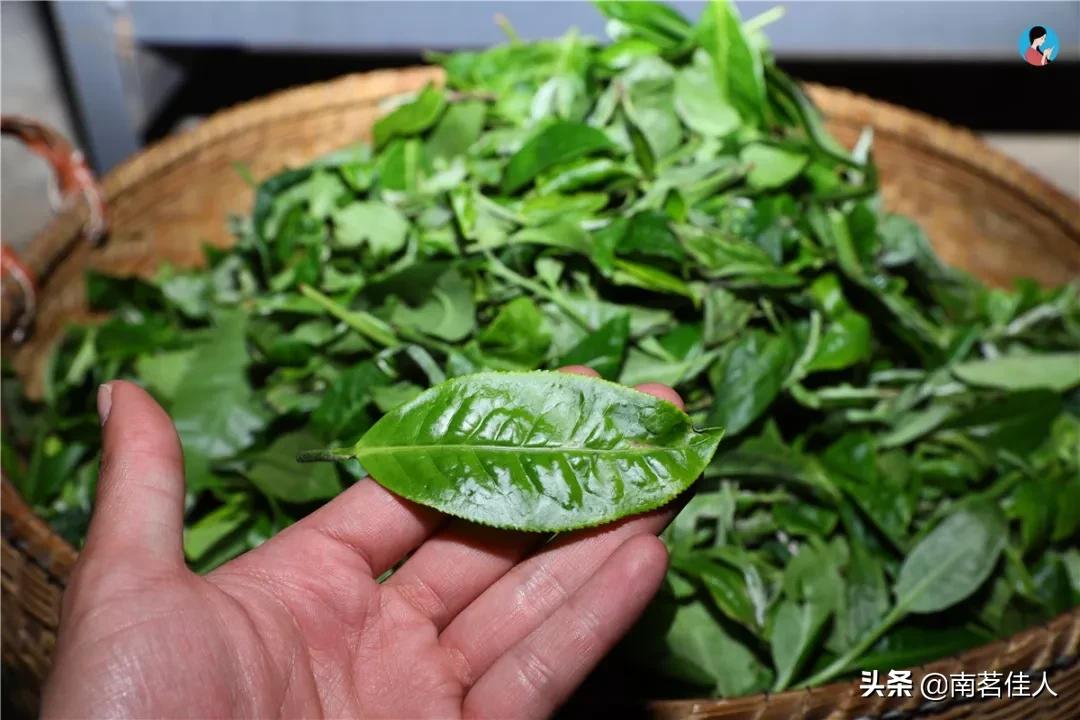 六年陈贡眉老白茶,特级陈香老白茶