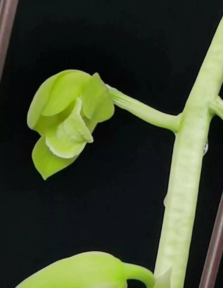 秦岭早年下山的一颗蕙兰荷素，后来成为传世名品