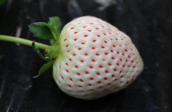 澳洲指橙有好吃的品种吗,澳洲指橙哪个品种好吃