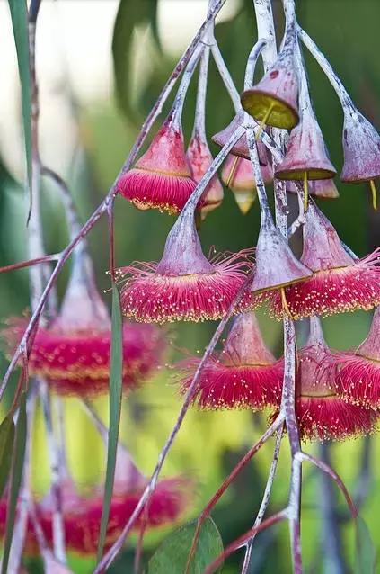 桉树风景图片,西澳桉树花