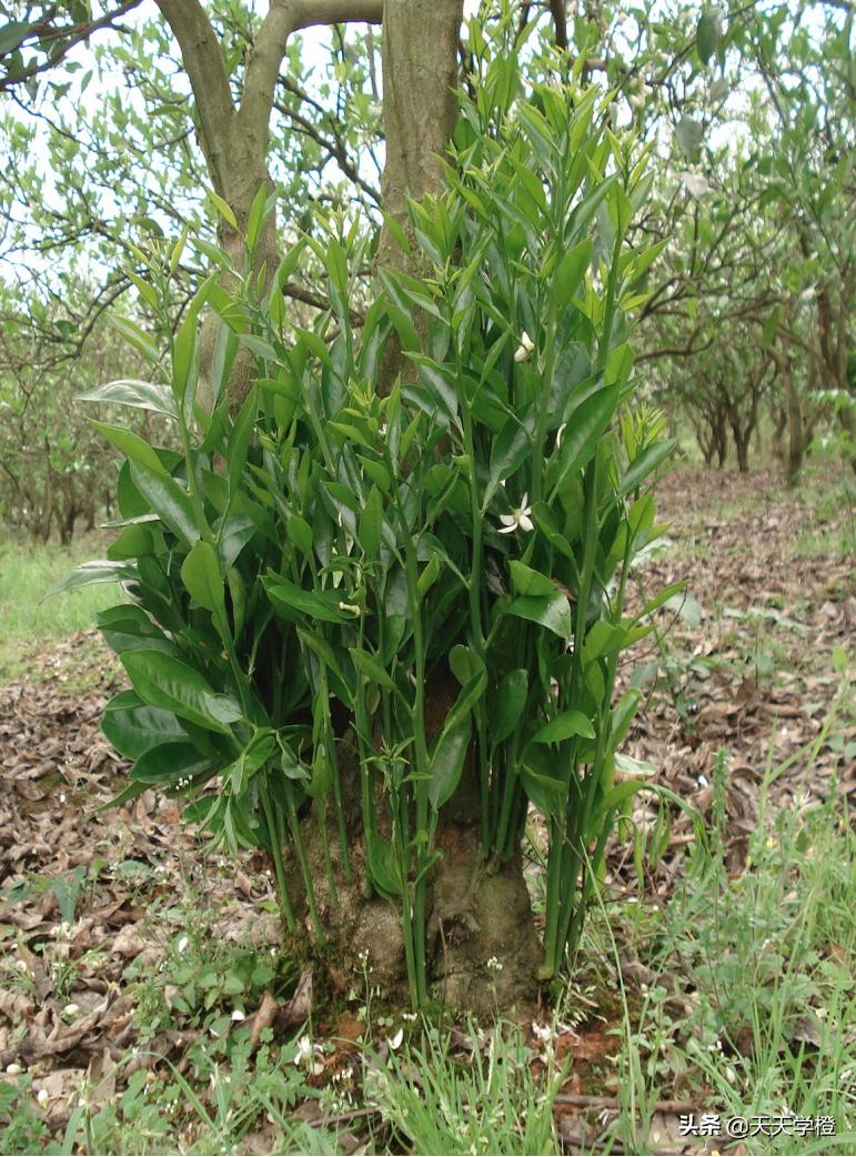 赣南脐橙怎么预防冻死,脐橙注意事项及禁忌
