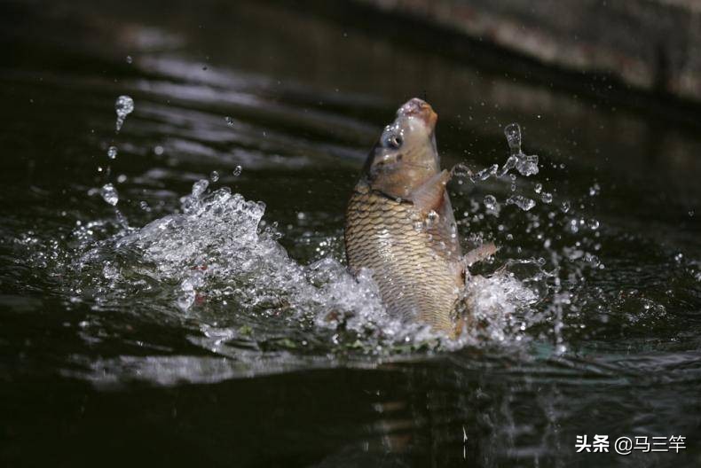 中药酒钓鱼用在什么季节比较好,夏季钓鱼中药酒正确配方