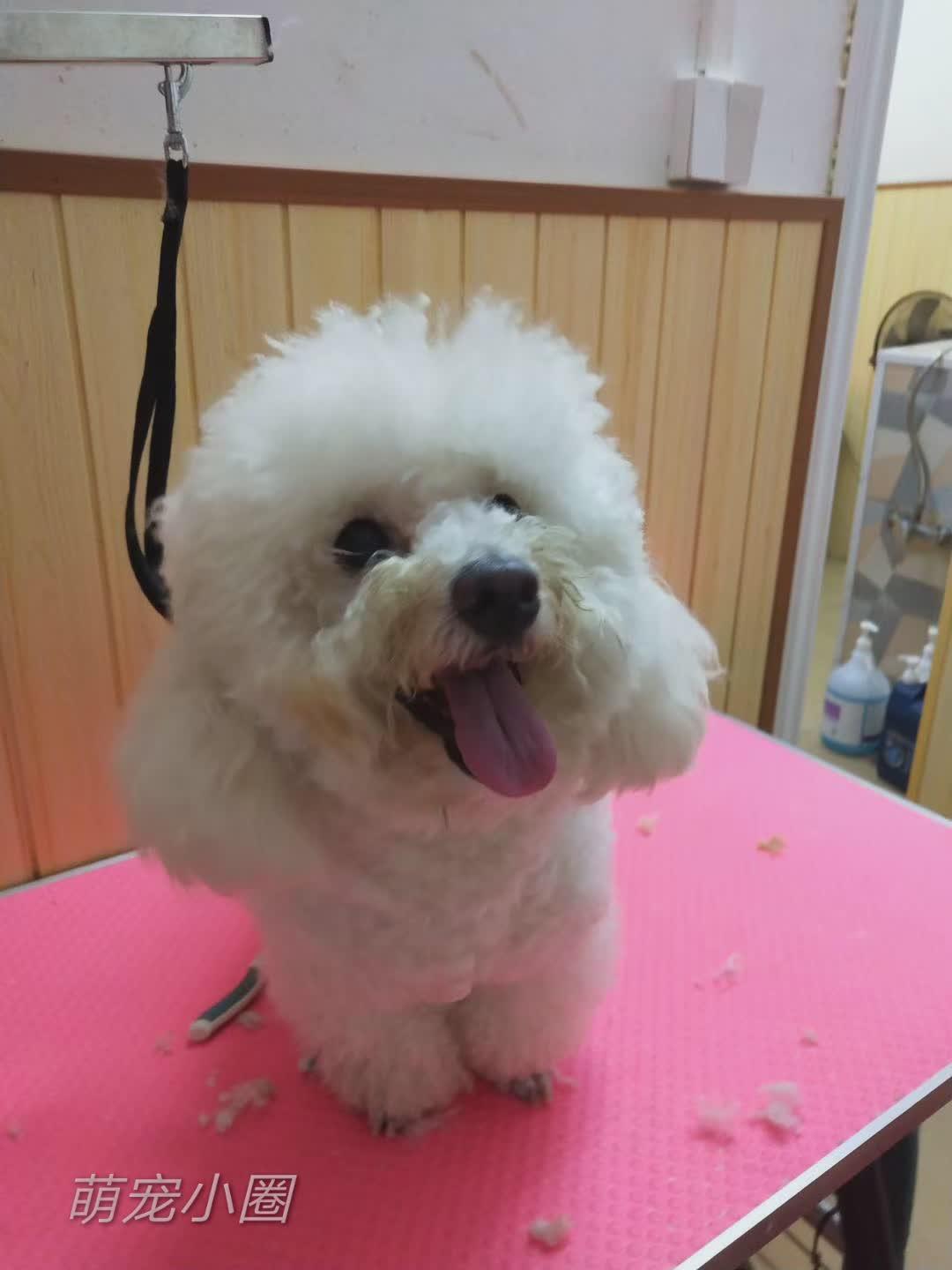 带比熊去做美容，它死活不肯给剪毛发，了解原因后，我被感动哭了