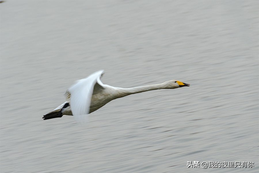 天鹅的故事有什么道理,天鹅的故事主要讲了什么