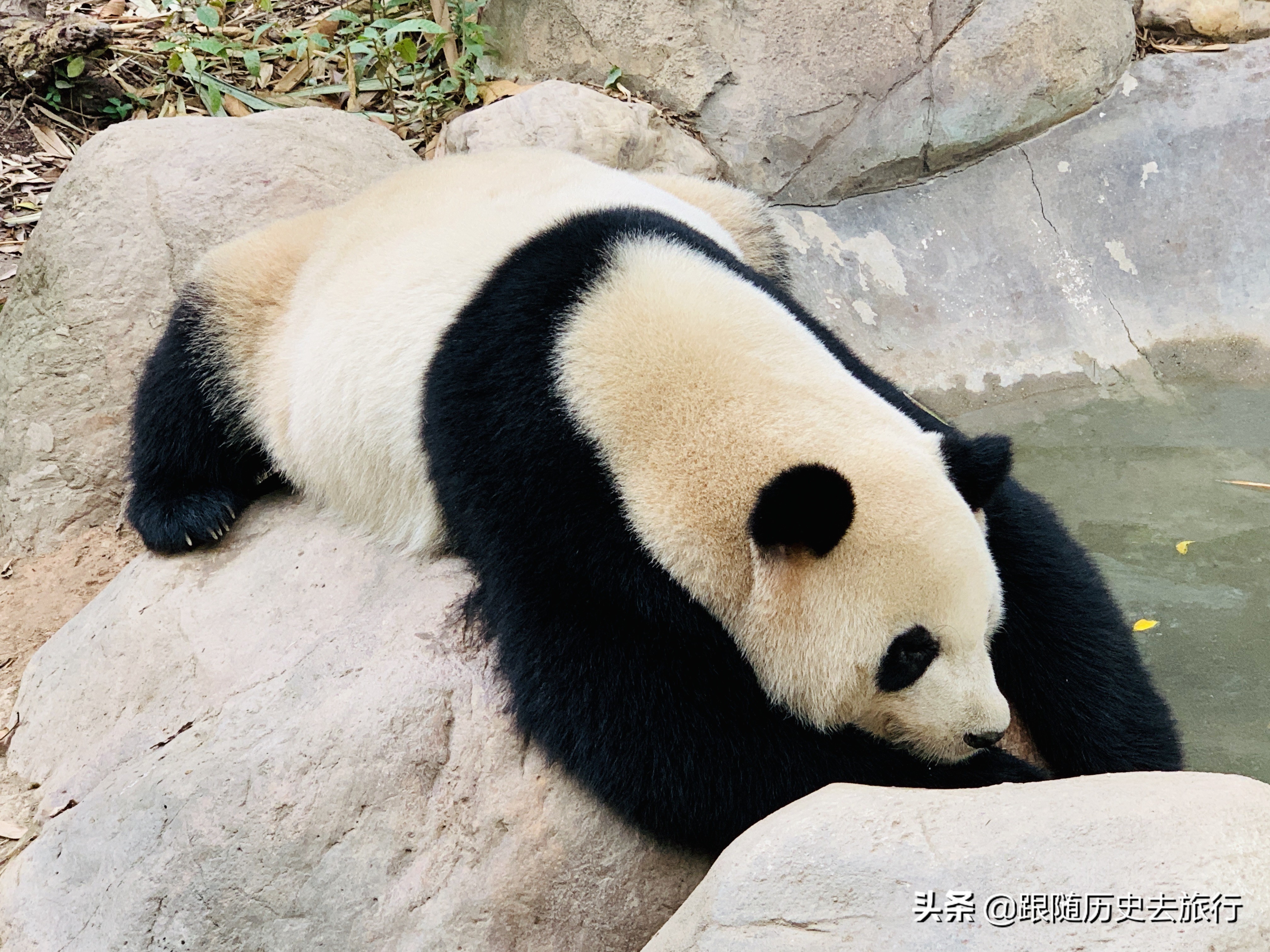广州长隆水动物世界看大熊猫攻略,广州长隆动物园里的熊猫萌萌