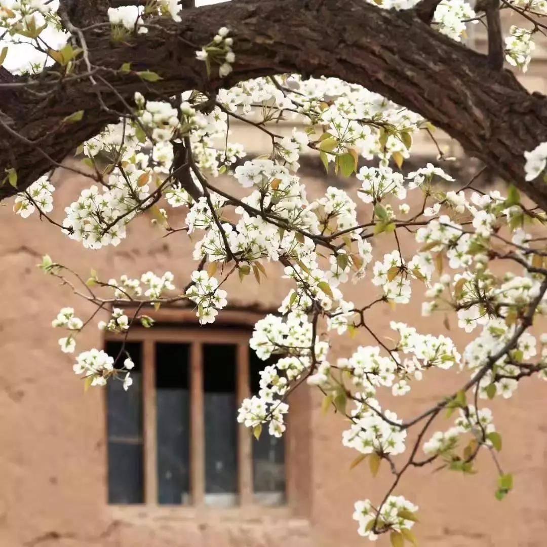 黄河宿集民宿旅游攻略,宁夏中卫宿集民宿酒店