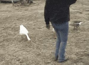 蛇为什么怕鹅主要原因是什么,蛇为什么畏惧大白鹅