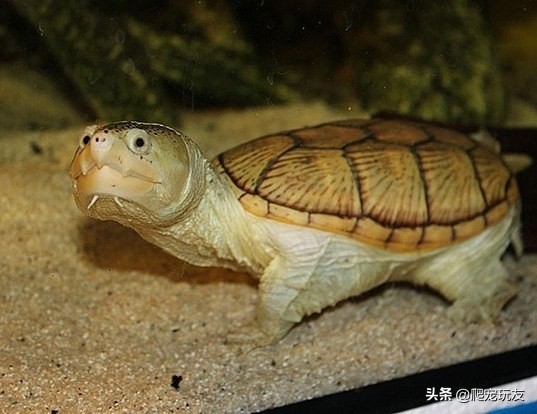 凶猛的蛋龟之王,饲养窄桥蛋龟的几点建议