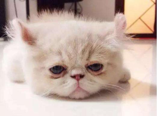 猫的便便有点稀是怎么回事,猫便稀软吃什么药