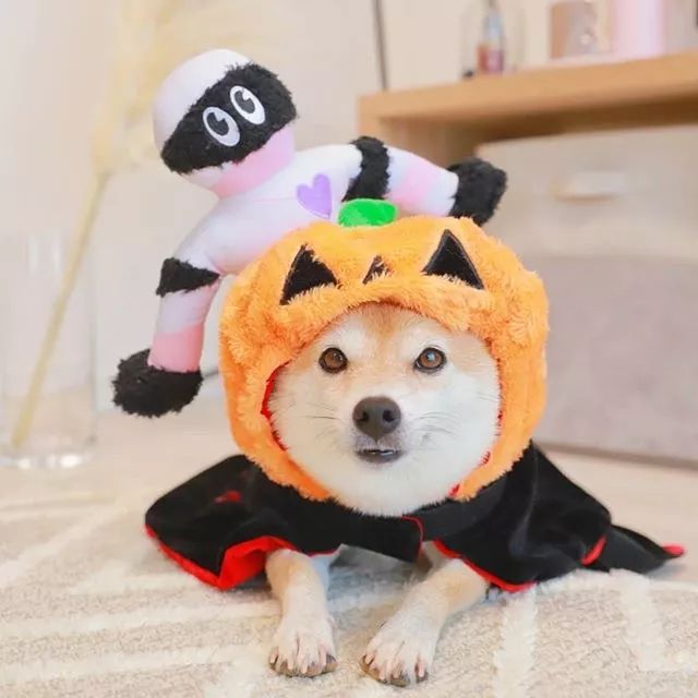 比人还会拍照的狗,简直萌炸朋友圈了