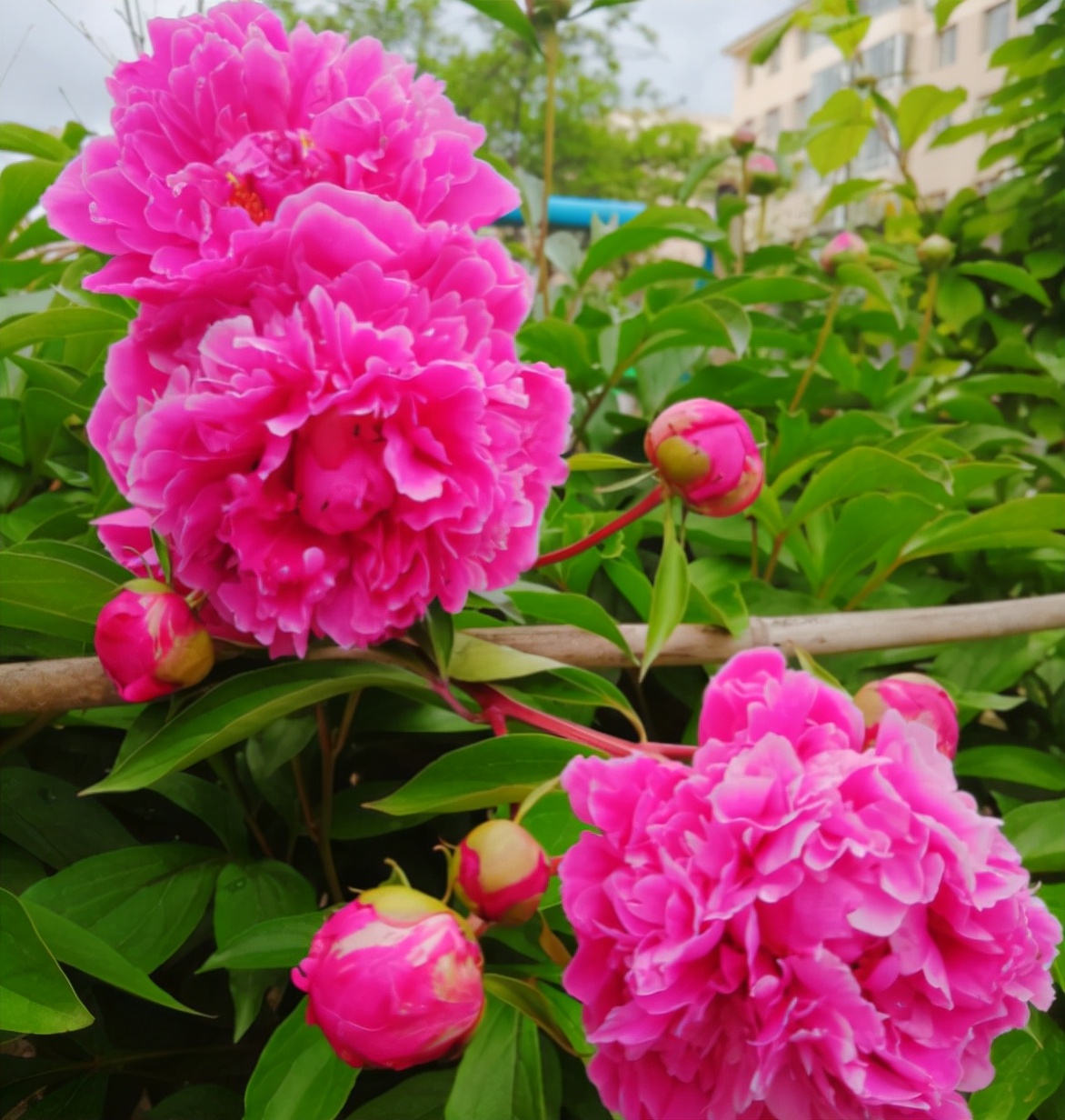 富贵花哪种最好养,4种富贵花华丽大气