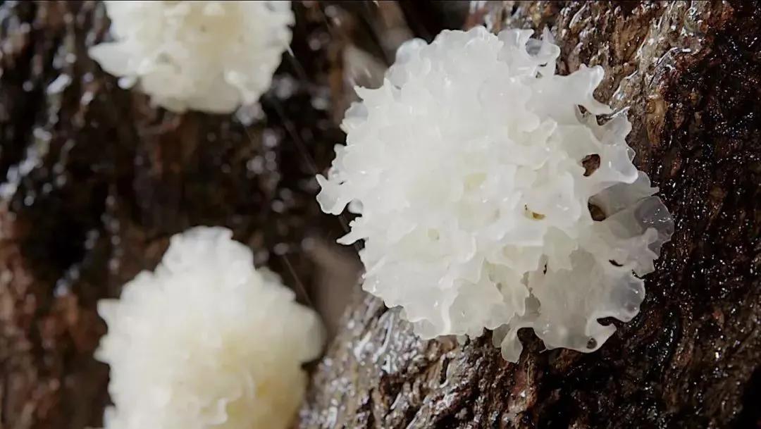 银耳怎么吃补气血最佳效果,银耳益气补血