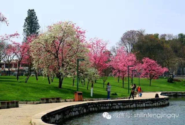春暖石林湖：落英缤纷，芳草鲜美