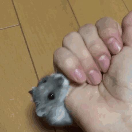 养仓鼠大概两年要花多少钱,养仓鼠要花多少钱需要准备什么