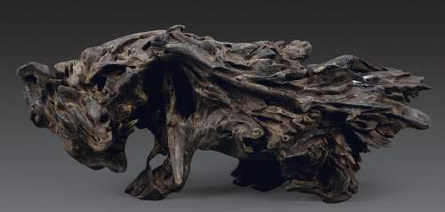 埋藏在地里千年阴沉木,农村里的宝藏植物