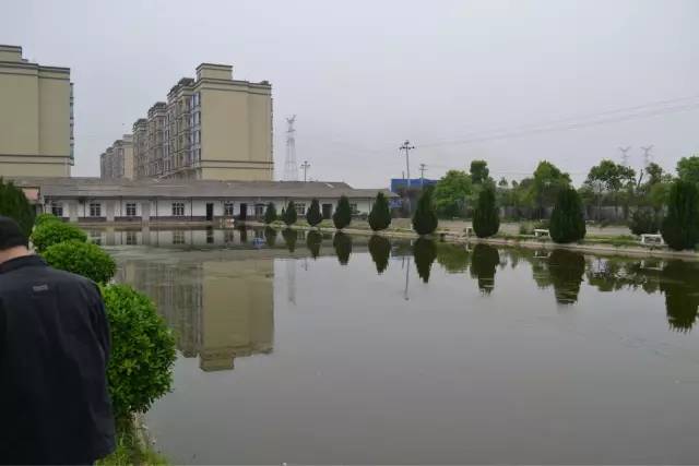 湖南最好的锦鲤养殖基地,湘潭锦鲤养殖