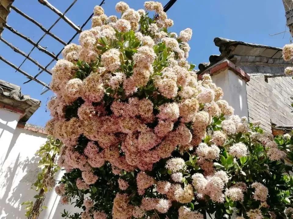 扦插花的养殖方法和技巧,养花扦插有妙招多肉