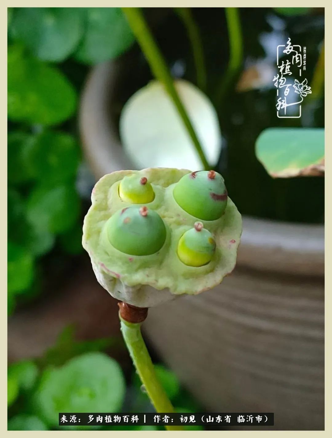 和多肉植物相伴,和多肉相处的心情