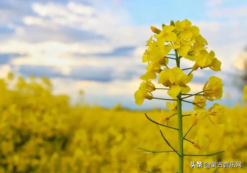 新歌推荐|乌兰娜《童年的油菜花》油菜花开正当时不负*光春**不负己
