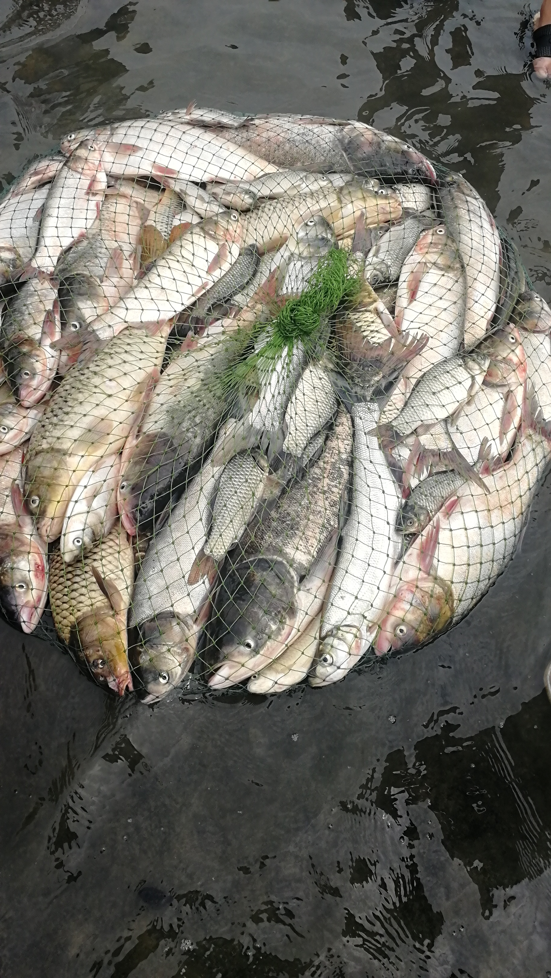 小鱼闹窝钓法,小鱼闹窝一招搞定