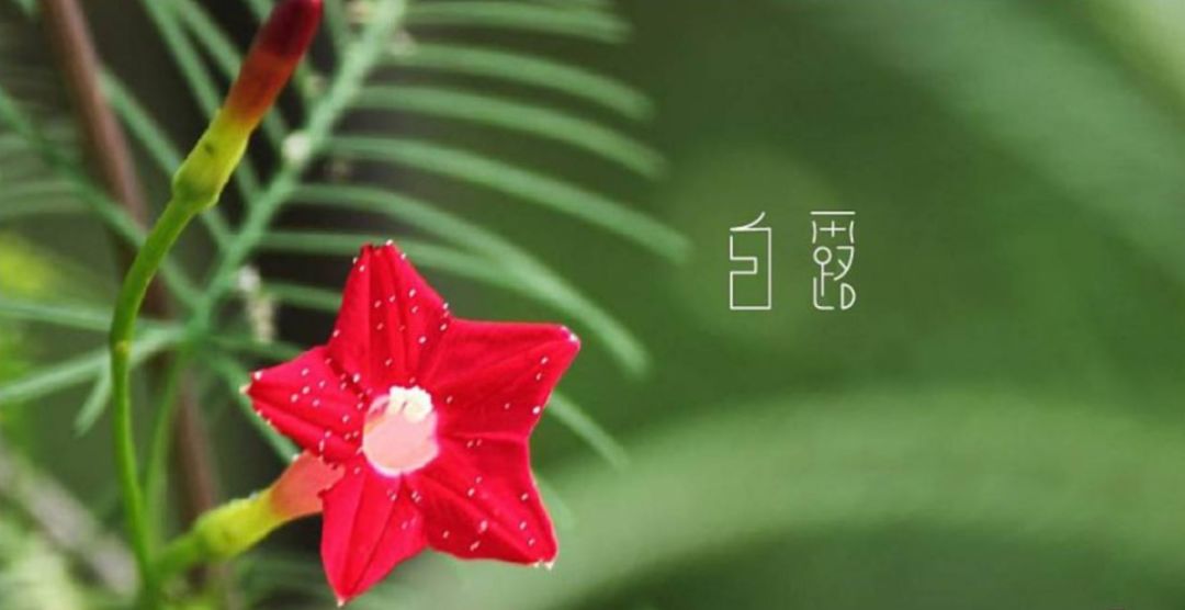 「诗词鉴赏」清风至，白露生，那些优美的白露诗词