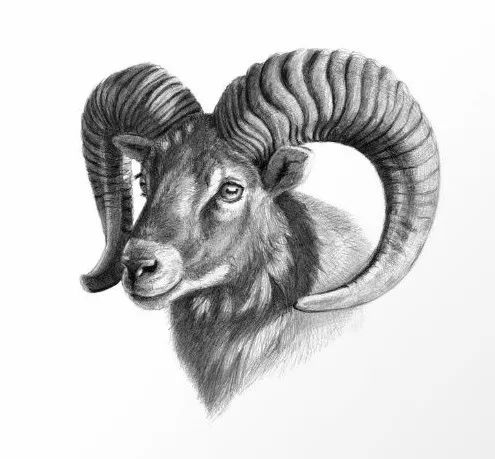 分享一套精美动物素描，值得收藏学习