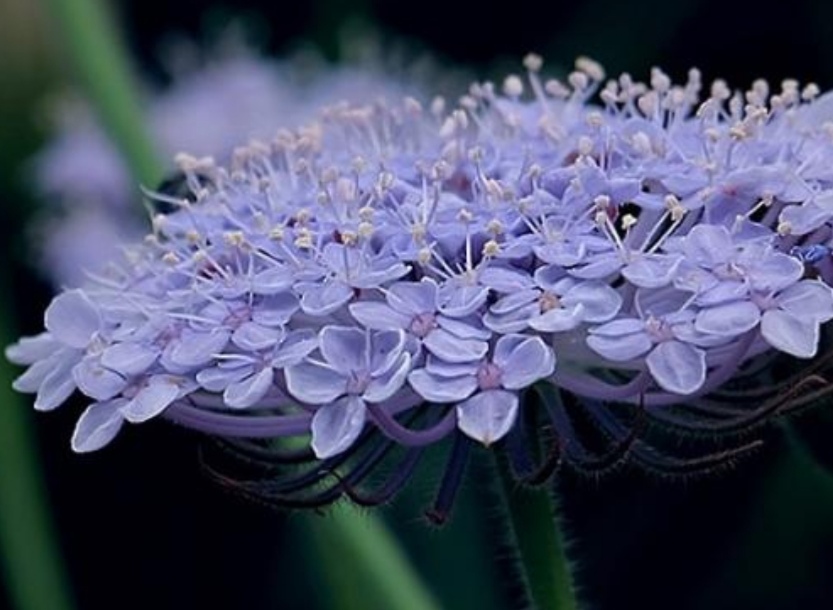 蓝蕾丝花苗,蓝蕾丝花种子