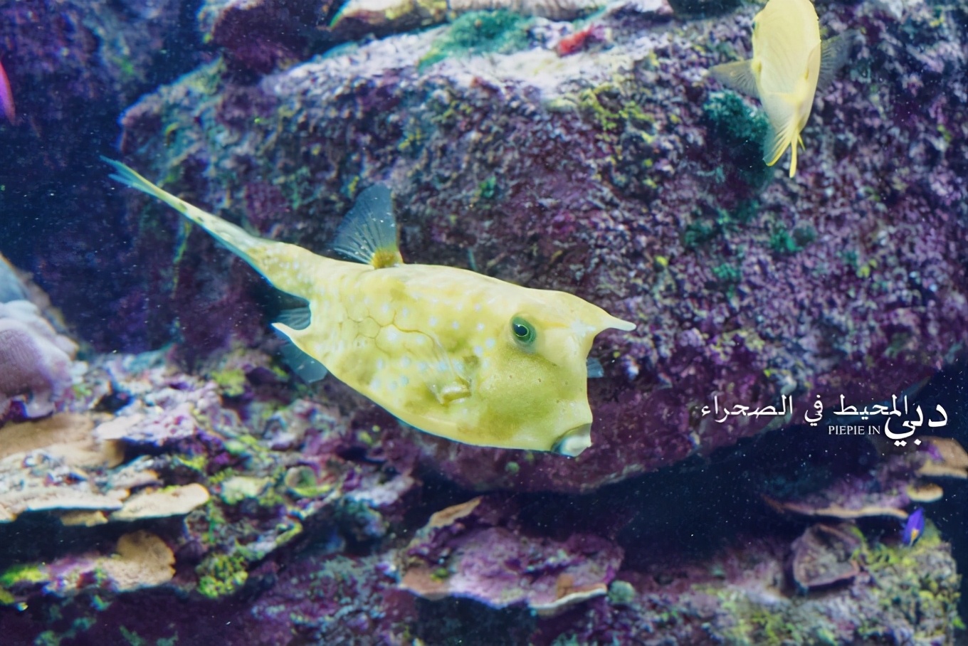 土豪之旅迪拜,迪拜土豪之旅