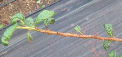 蓝莓上有蚜虫怎么办,蓝莓树上有小飞虫是怎么回事